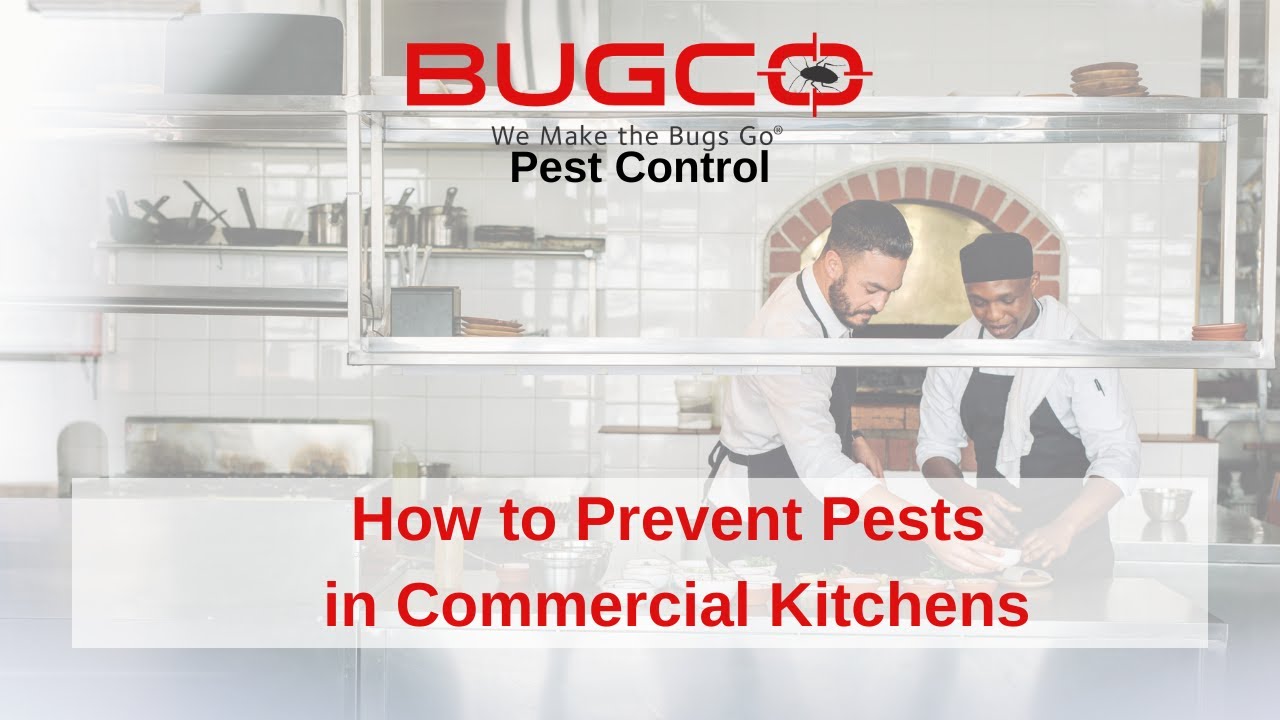How to Prevent Pests in Commercial Kitchens: Insights from Pest Control Technicians