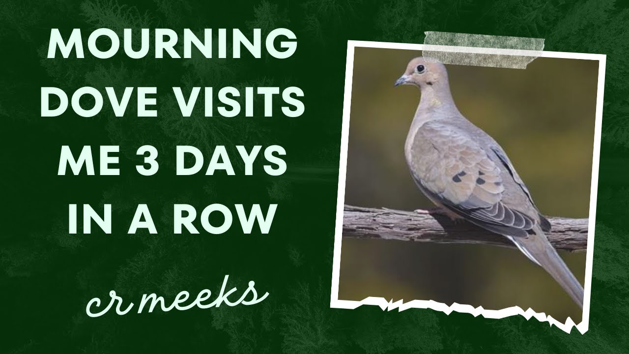 MOURNING DOVE  Real Meaning |VISITS ME 3 DAYS IN A ROW | #TwinFlame