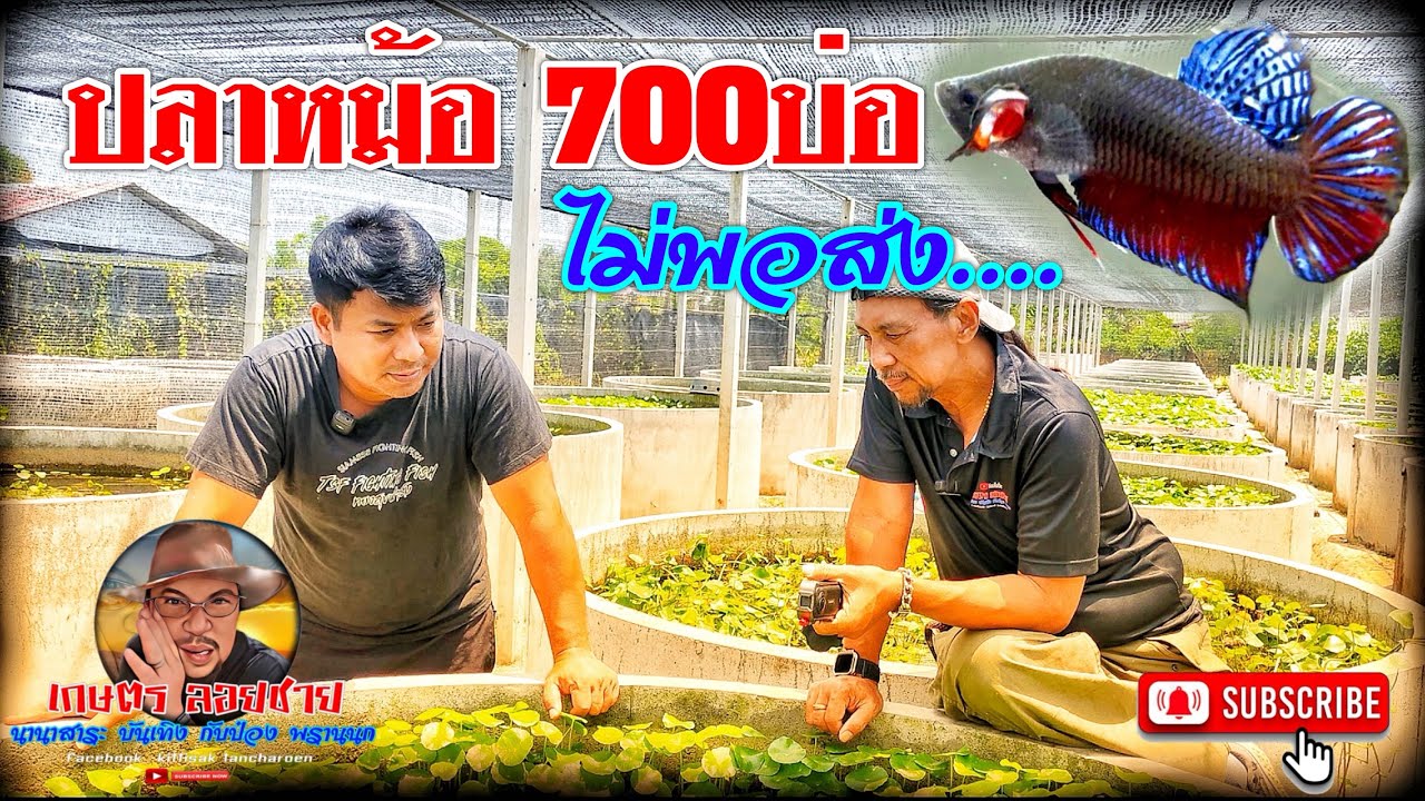 ทองสุขฟาร์ม  ปลา700บ่อ  ไม่พอส่ง…@เกษตรลอยชาย