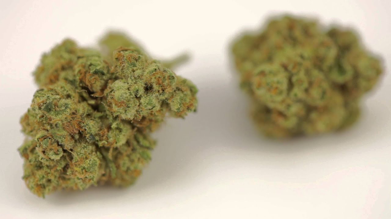 Alley Cat Kush