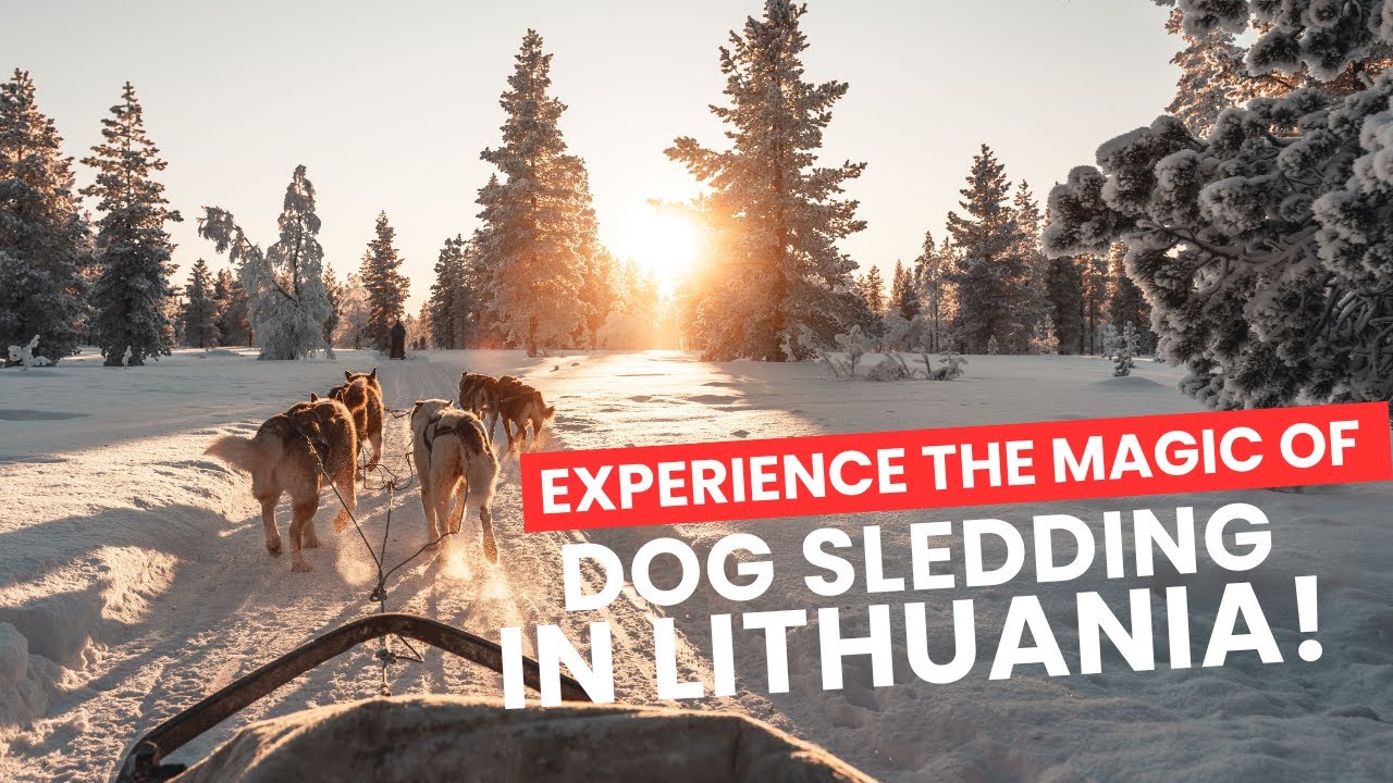 Experience the Magic of Dog Sledding in Lithuania!