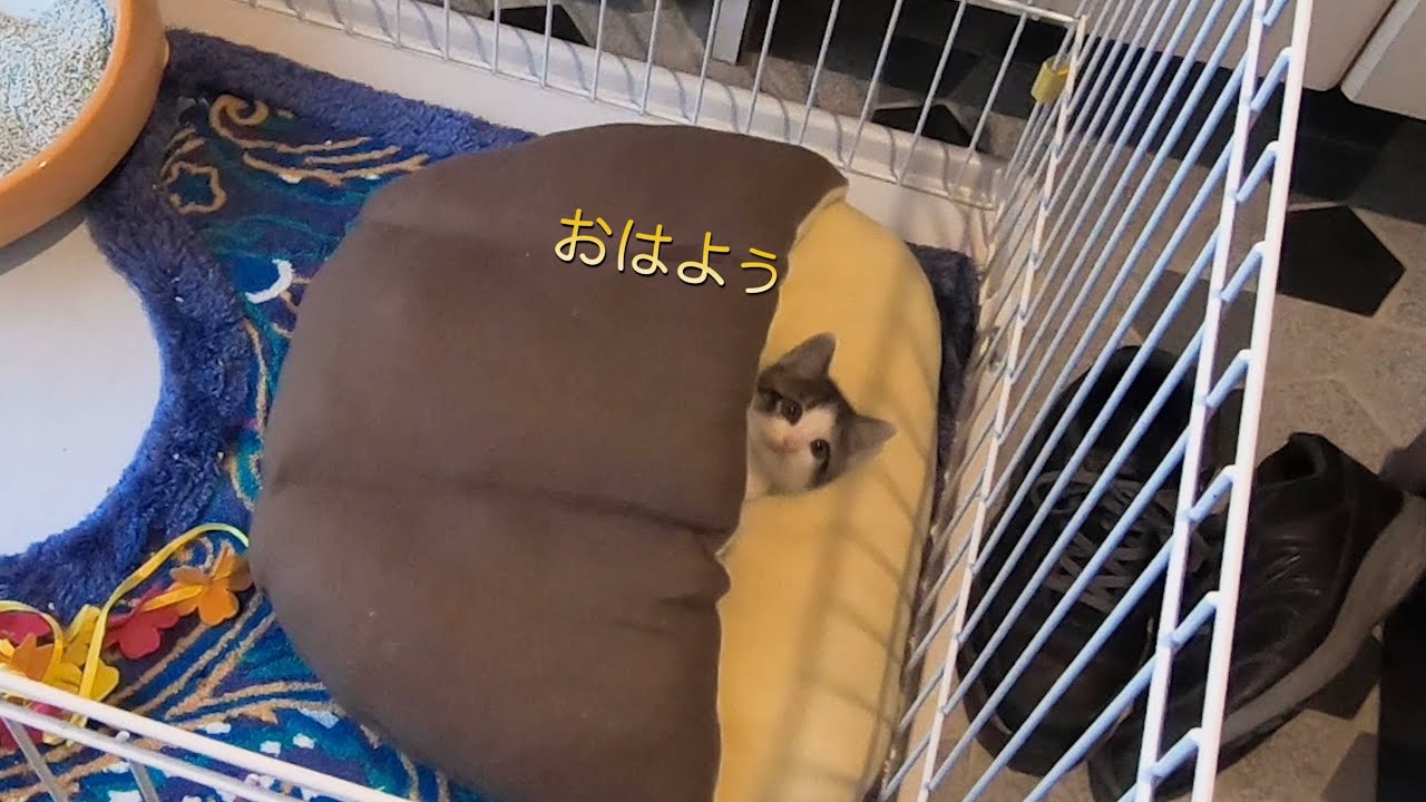 保護した子猫、朝の様子