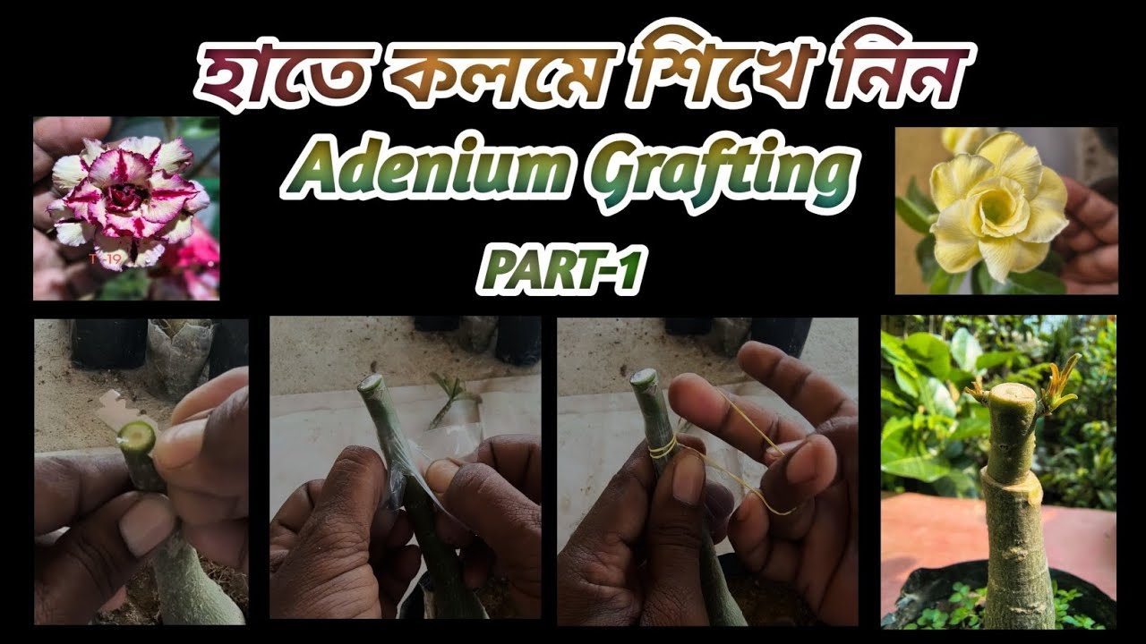 Learn Grafting Process Of Adenium || অ্যাডেনিয়ামের গ্রাফটিং প্রক্রিয়া হাতে কলমে শিখে নিন।। Part -1
