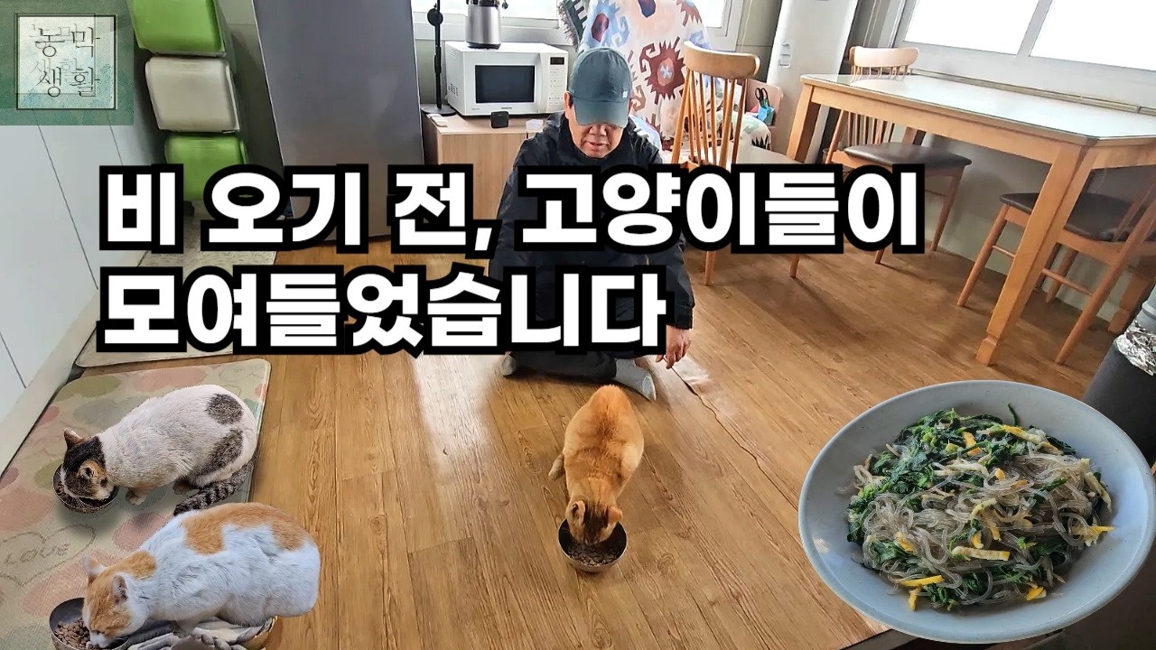 [EP.34]봄날 농막 일기: 길고양이들과의 조우와 시금치 잡채 한 그릇 (고양이 셋, 집사는 넷?)