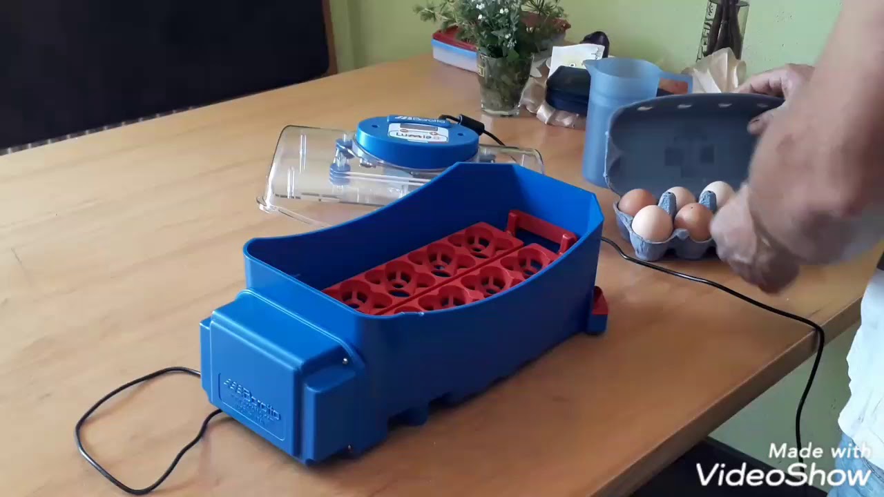 Recensione Incubatrice Borotto-Lumia  8