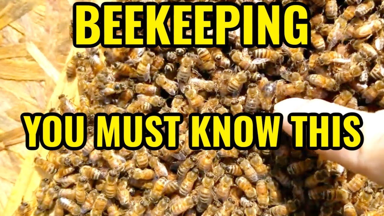 Beekeeping | HOW To Inspect & Identify What You See In Your Hive