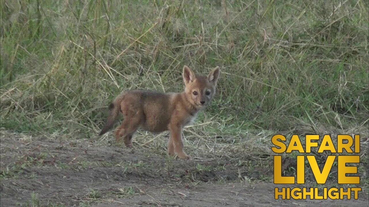 A Daily Dose Of Cute: Blacked-back Jackal Pups