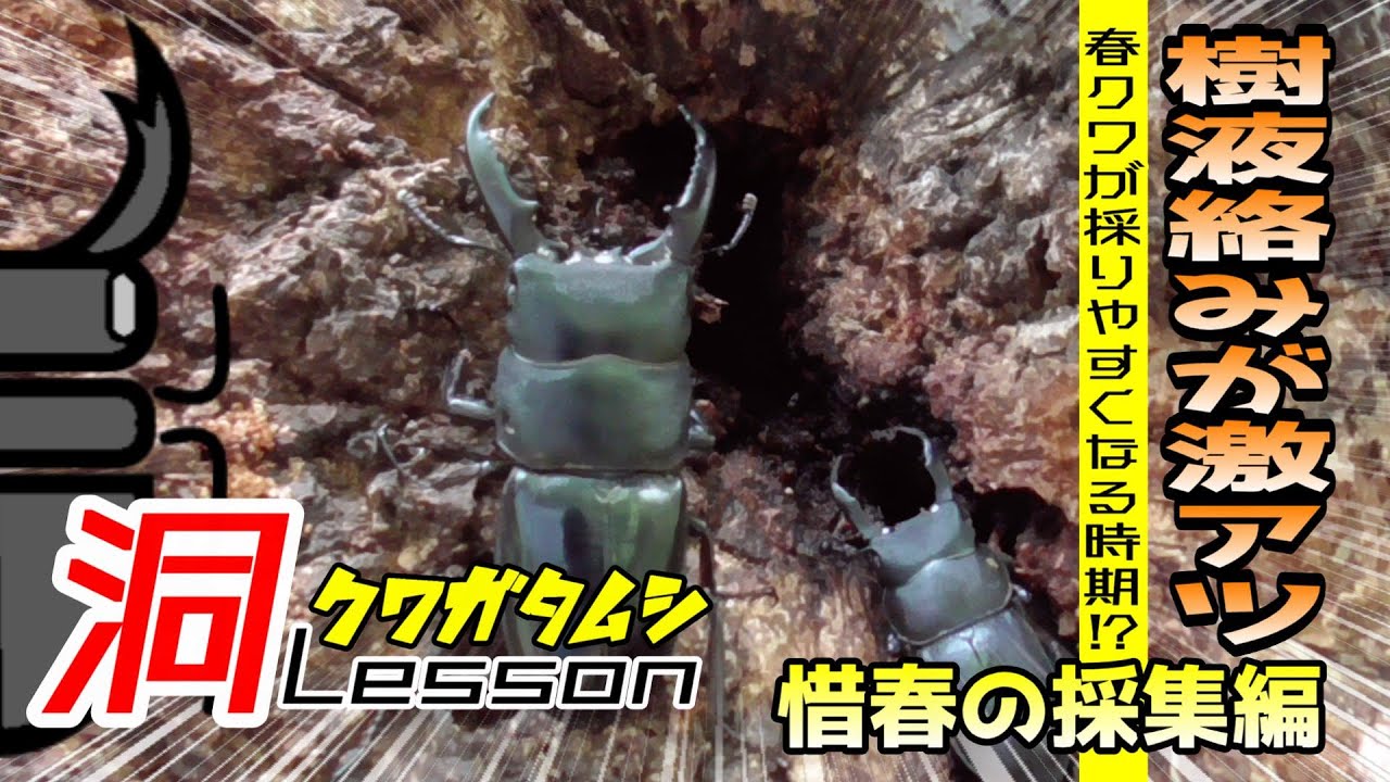 GWの採り方がわかる！樹液とセットで楽しめる季節到来【クワガタムシ】