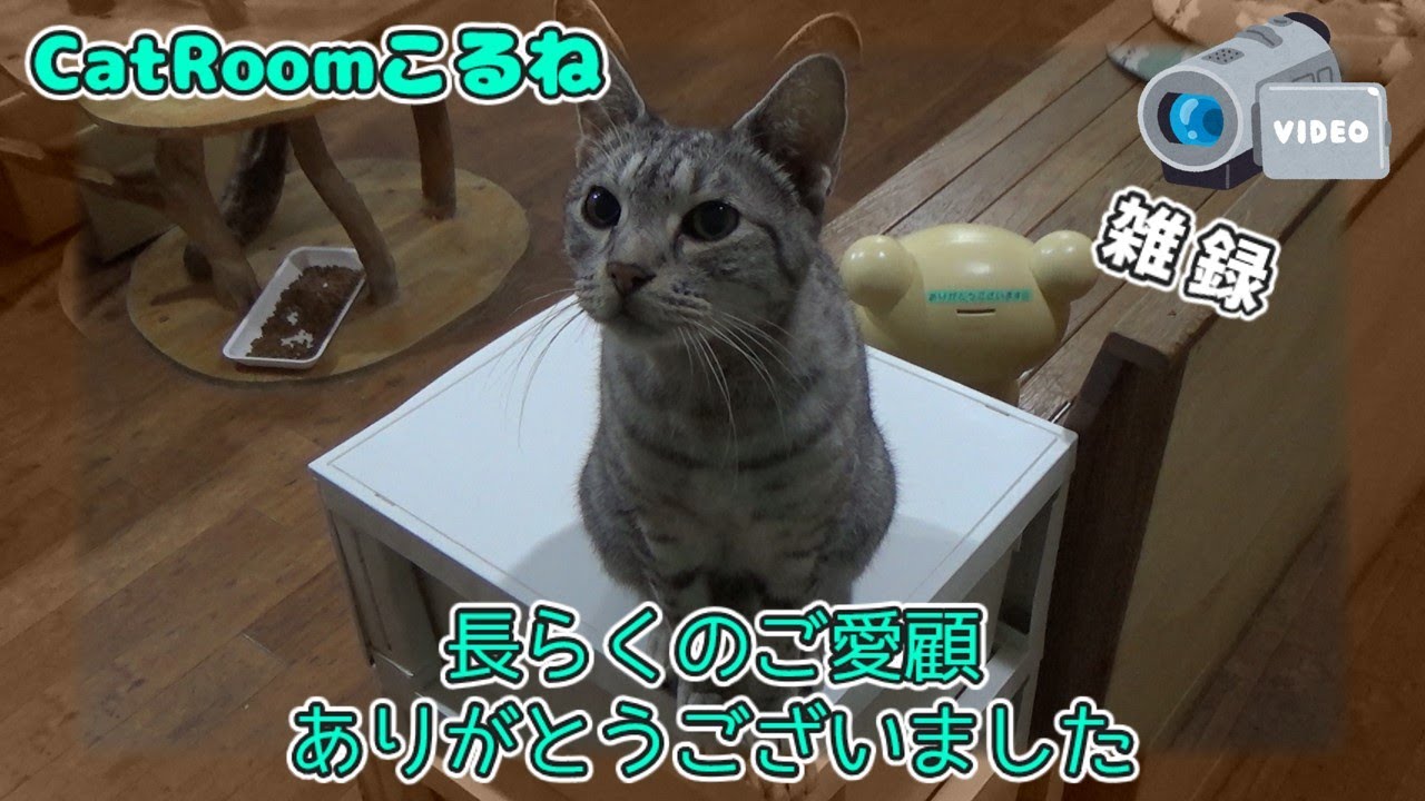2023年1月9日の夜【CatRoomこるね　雑録】