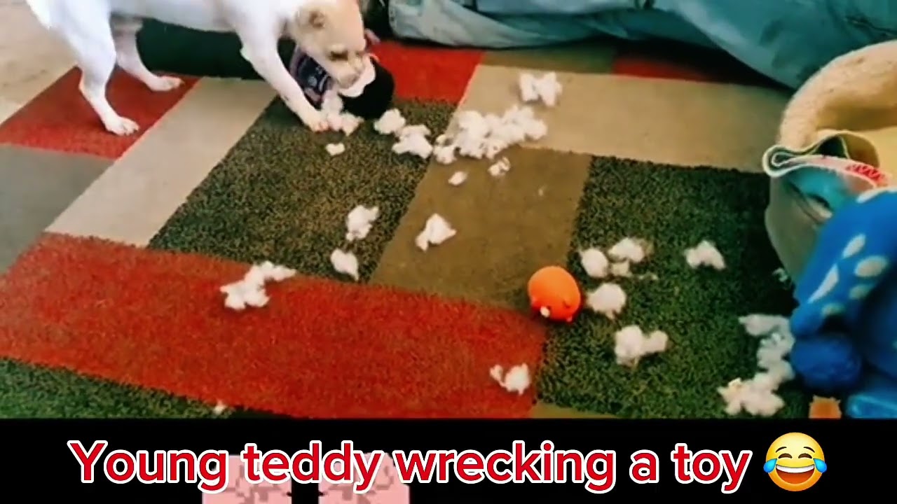 Another throwback to young teddy, wrecking was his hobby 😂 #donate #pets #chihuahuafanclub #gofundme