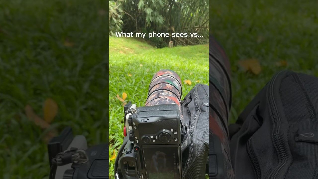 What my camera sees #wildlife #wildlifephotography #monkey #photo #photoanimali&egrave;re #monkeys