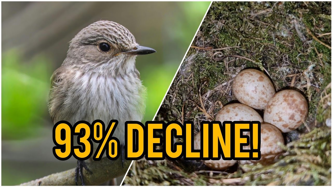 The RARE Spotted Flycatcher Nest! Bird Nesting 2025 | Part 7 - Lots Of Scrub Warbler Nests!