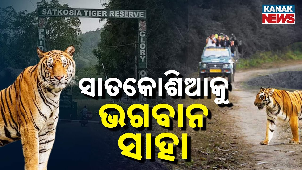 Spl Report: Satkosia to Roar Again | Tiger Comeback Plan Faces Staff Shortage | Odisha Forest Crisis
