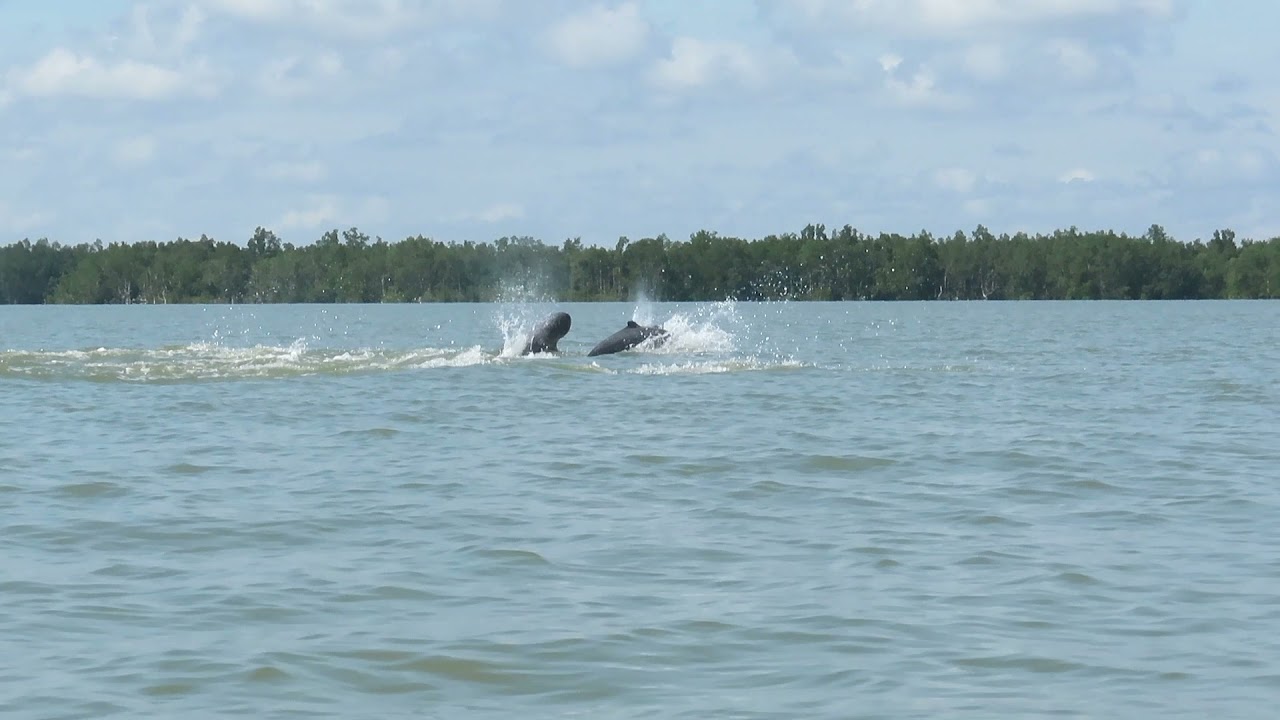 Irrawaddy Dolphins Borneo!