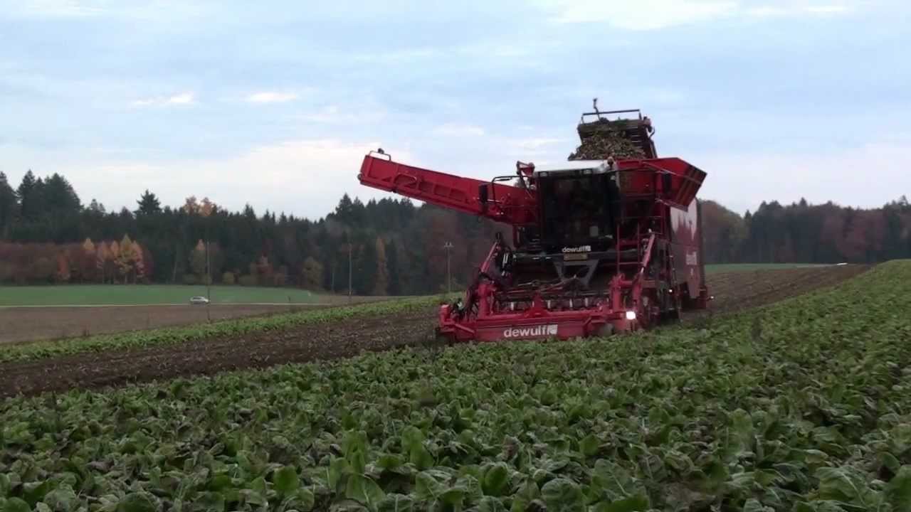 Dewulf Kwatro - 4-row self-propelled chicory harvester