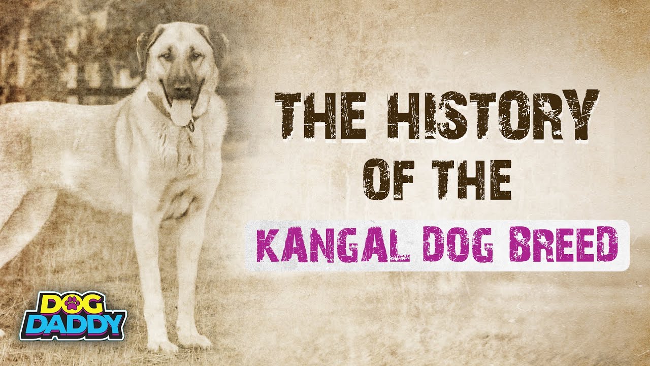 The History of The Kangal Dog Breed