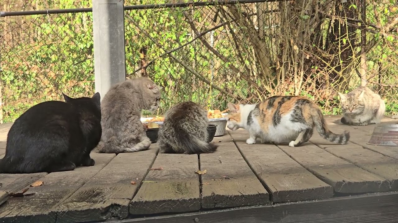 Lots of kitties from yesterday.