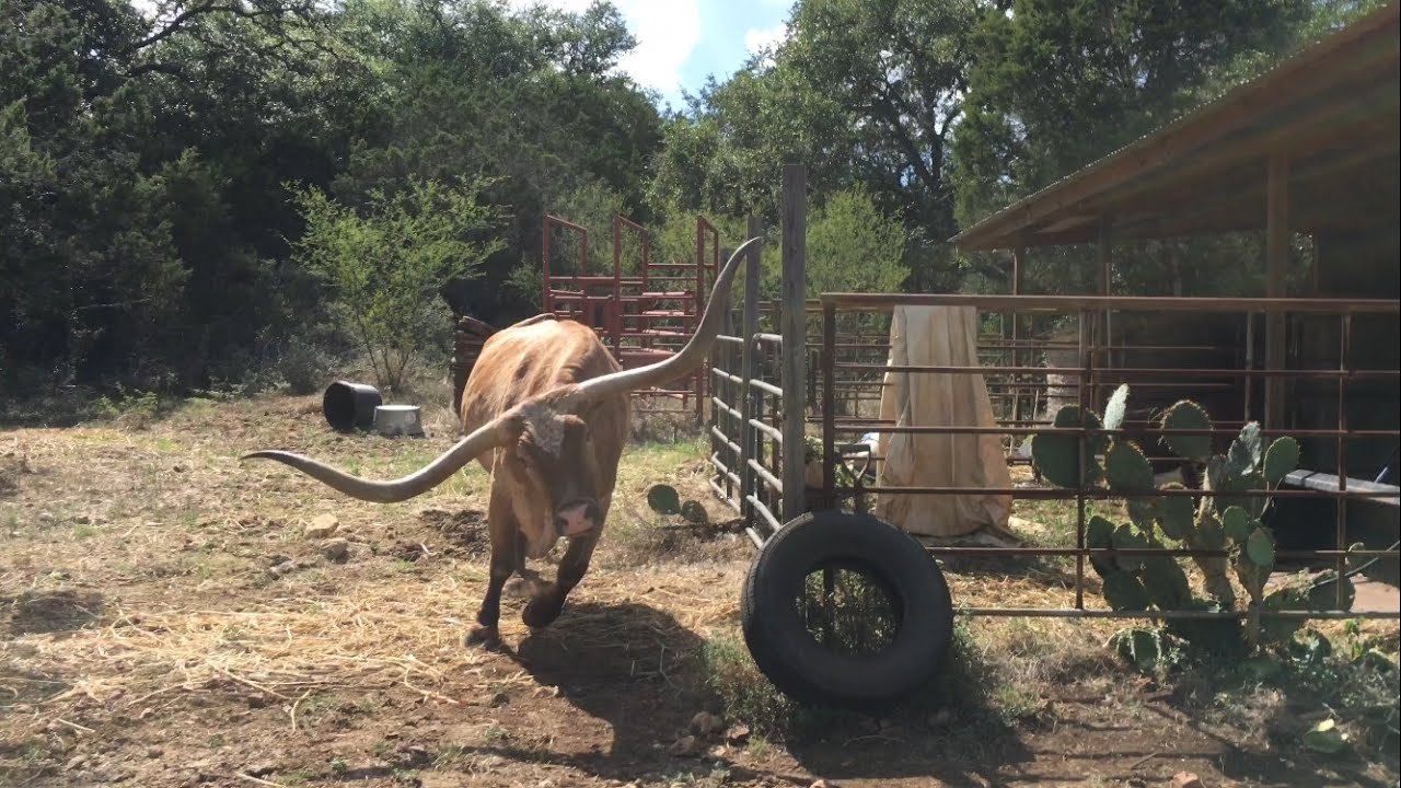 Getting charged by a longhorn