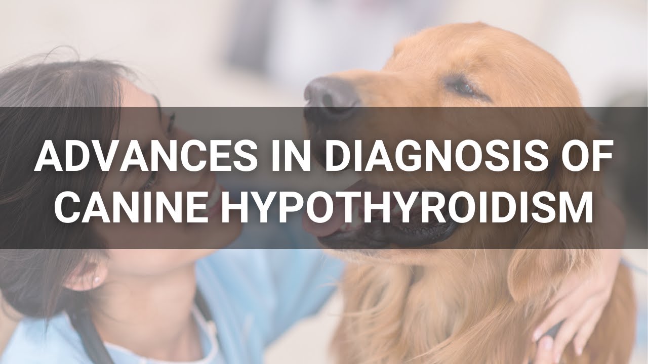 Advances in Diagnosis of Canine Hypothyroidism