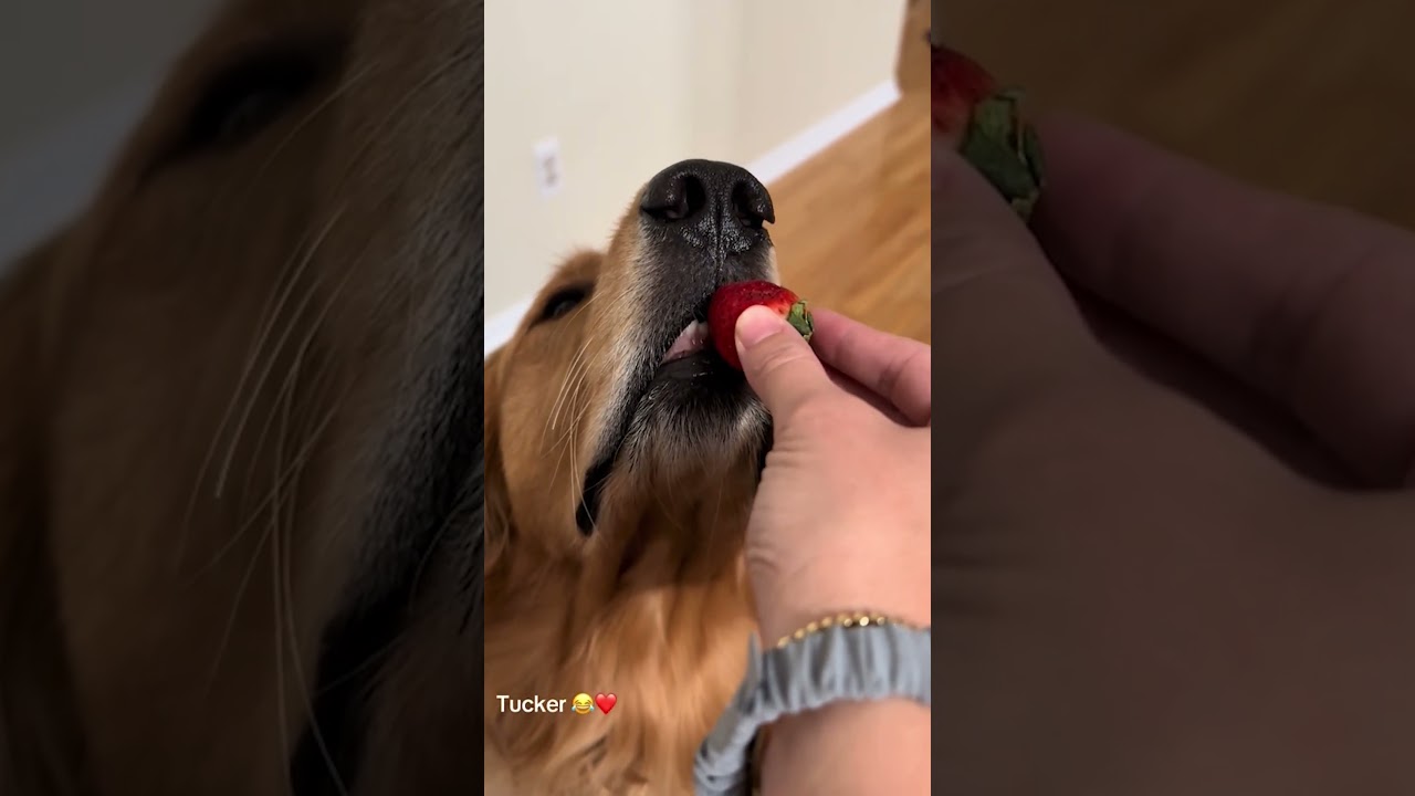 The Most Gentle Dog Ever!  😂