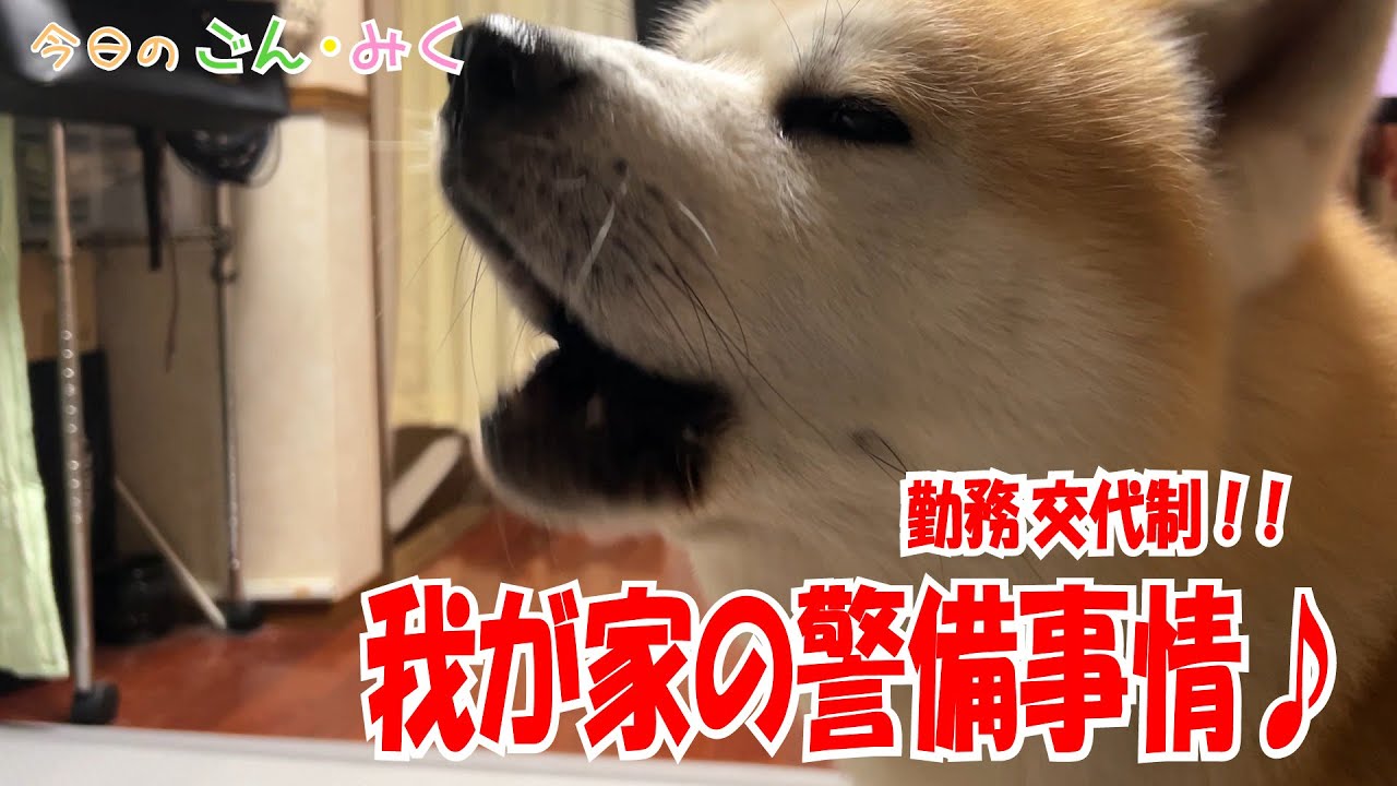 勤務交代制！！「我が家の警備事情♪」 今日のごん・みく　秋田犬【ごん・みく チャンネル】