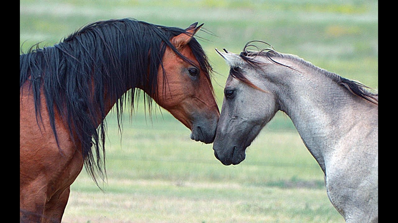 Funny Animals 2013