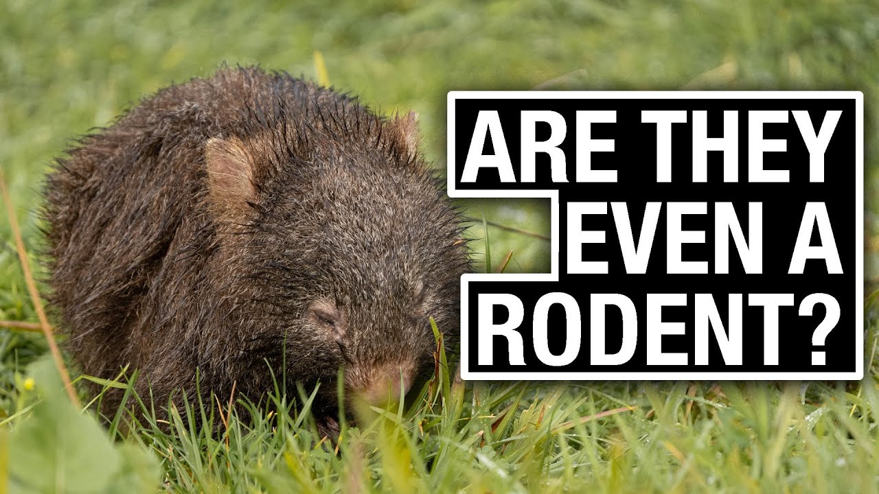 The WOMBAT! Everything You Need to Know (All Species Explained)