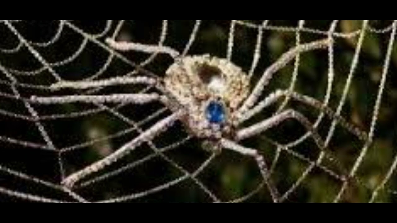 Рекс Стаут:ЗЛАТНИ ПАУЦИ (1996)