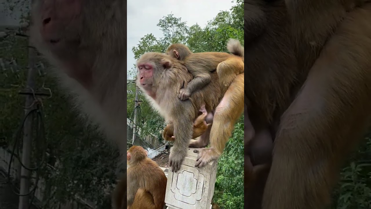 Rural Life of Monkeys power by @Animals-Life