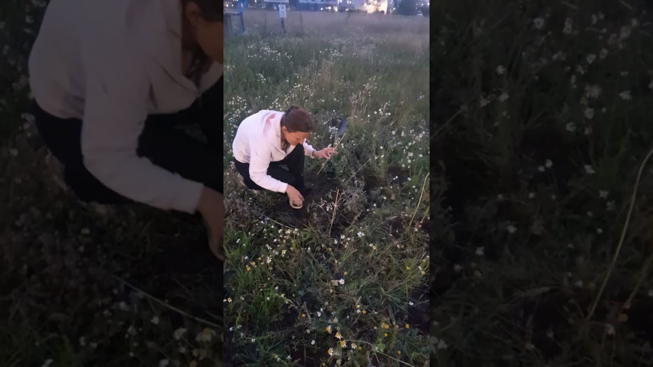 Gräver ner blommor och tomatplantor på någons mark