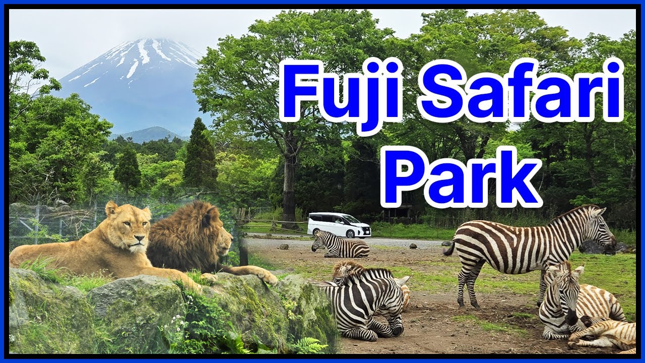 Fuji Safari Park, Japan (富士サファリパーク) | Wild Safari Adventure near Mount Fuji