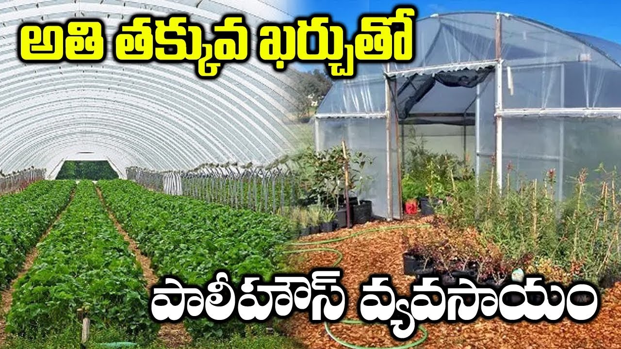 Low Cost Polyhouse Farming Techniques || Profits With Greenhouse Farming || SumanTV Rythu