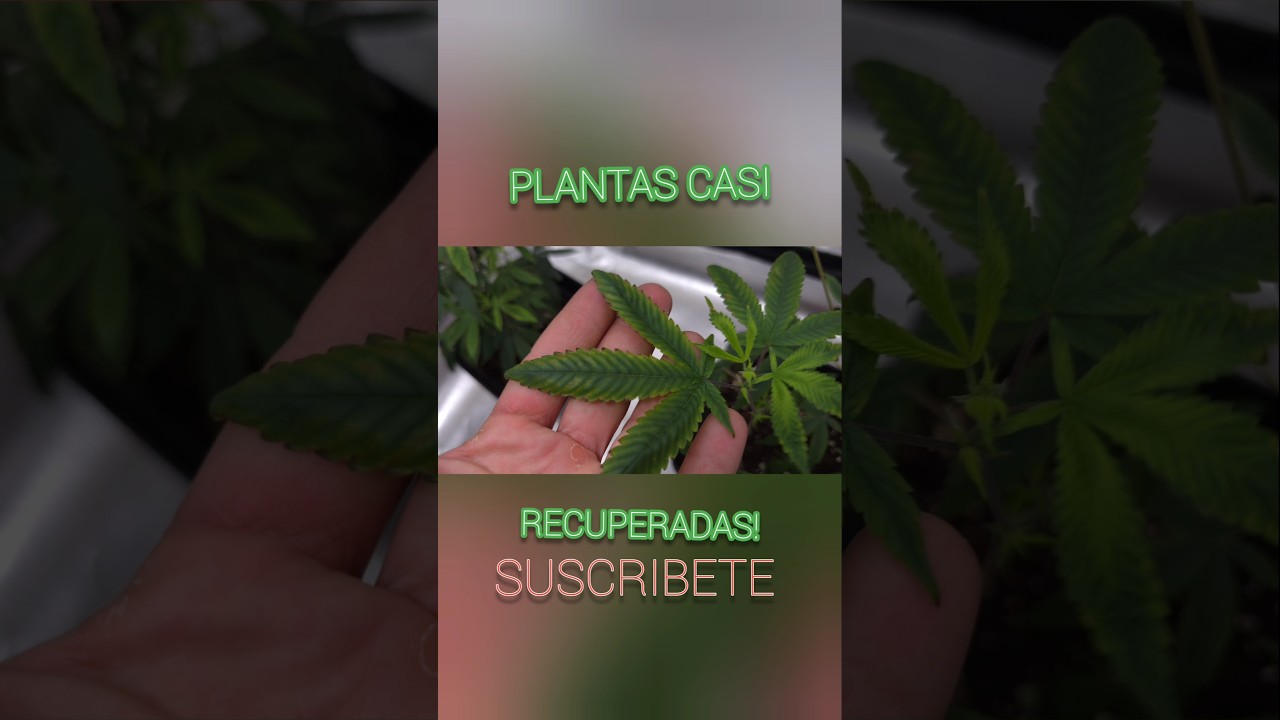 Exceso de vida BACTERIANA - Solucionamos el bloqueo de NUTRIENTES en nuestro cultivo de interior LED