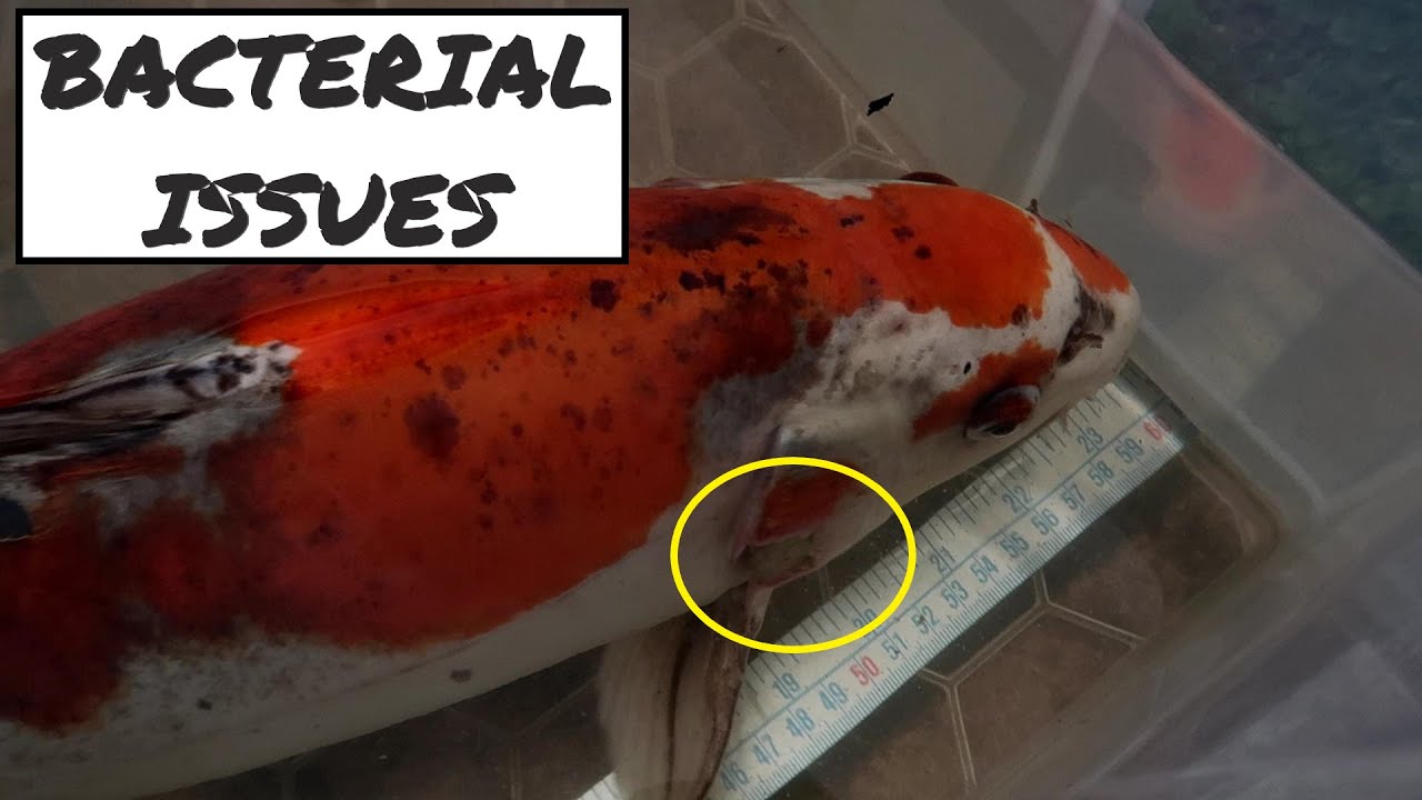 Koi Update **More Bacterial Issues**