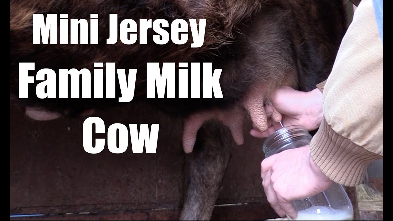 Milking Family Milk Cow for Beginners- What to do the first Day & Freezing Colostrum Mini Jersey