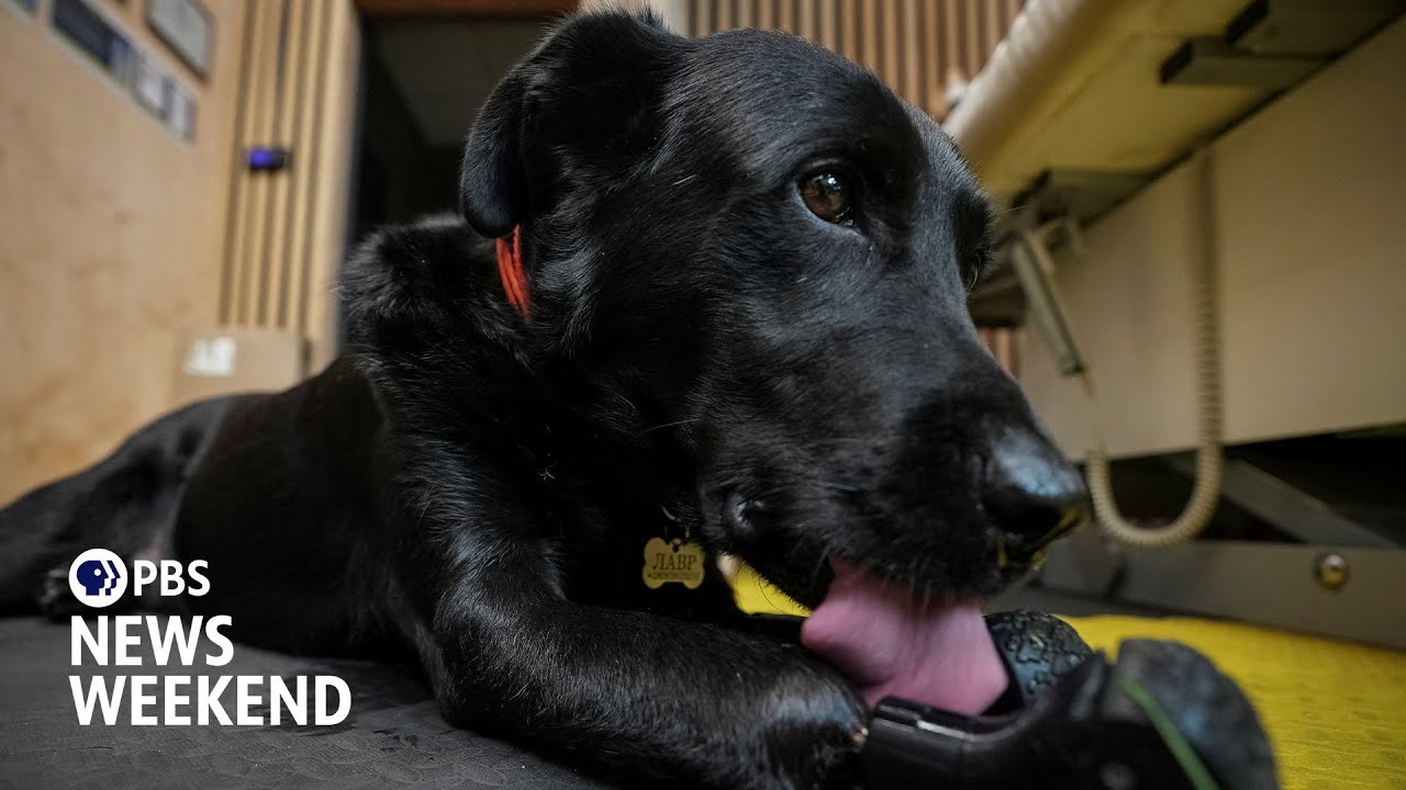 Dog with prosthetic paws inspires Ukrainian veterans recovering from wounds of war