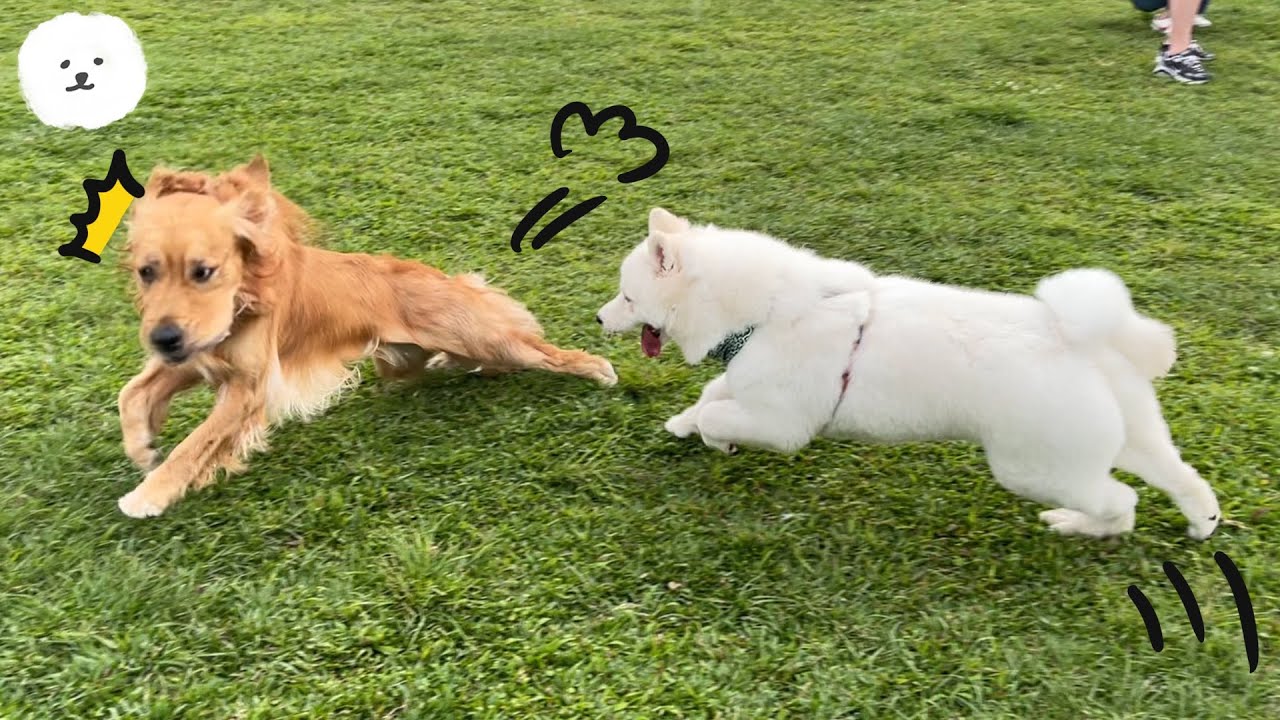 【南瓜PUMPKIN】狗狗Vlog🐶被薩摩耶『嚇跑』的黃金獵犬？？(薩摩耶Samoyed)