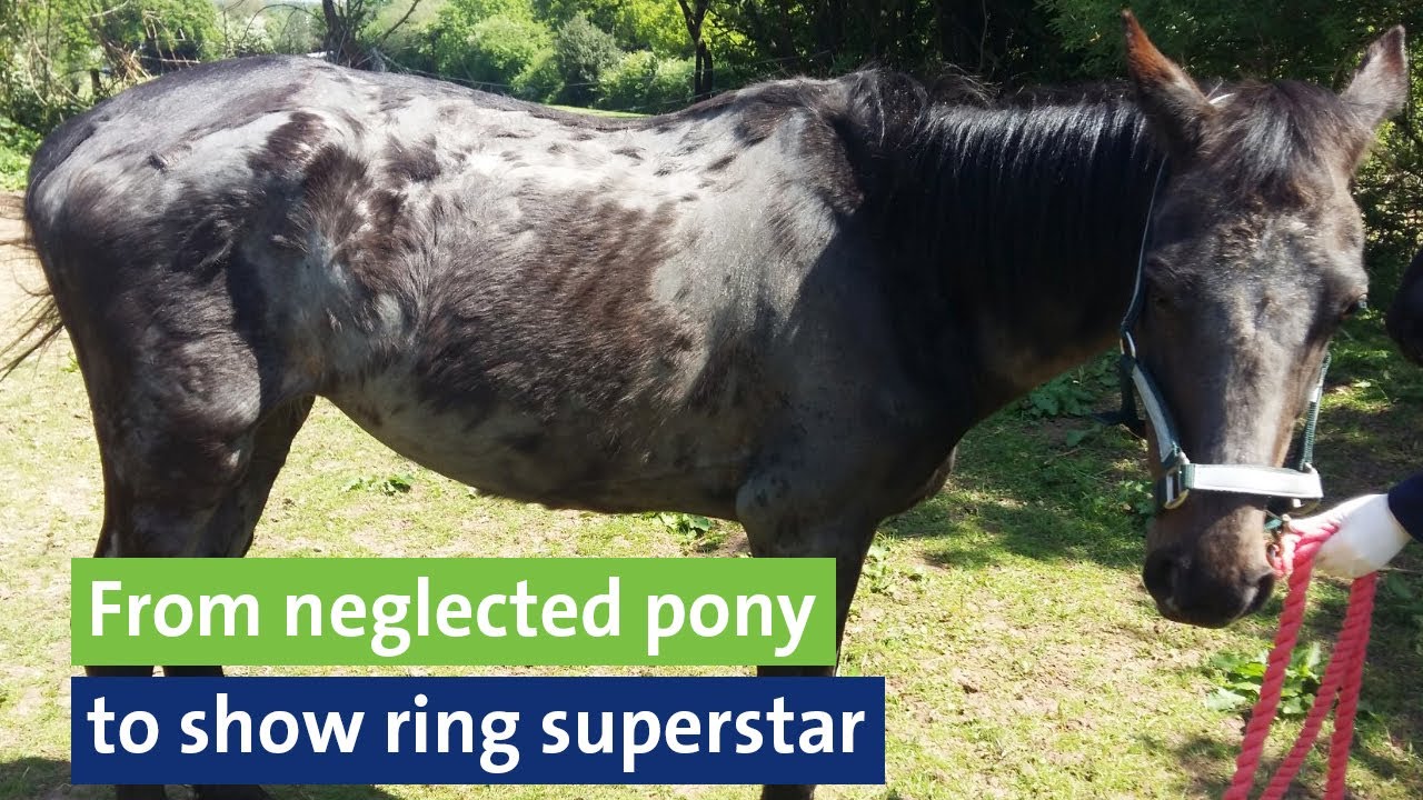 From neglected pony to show ring superstar