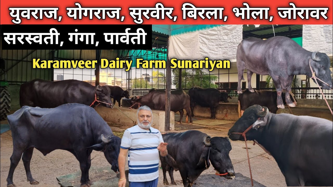युवराज, योगराज, सुरवीर, बिरला, भोला जैसे बुल और सरस्वती, गंगा, पार्वती जैसी भैंसे।KaramveerDairyFarm