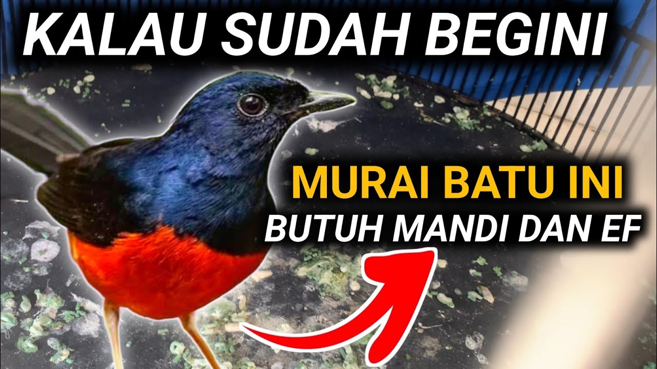 JANGAN DIBIARKAN SEPERTI INI !!! CARA MERAWAT MURAI BATU DRK MURAI BATU