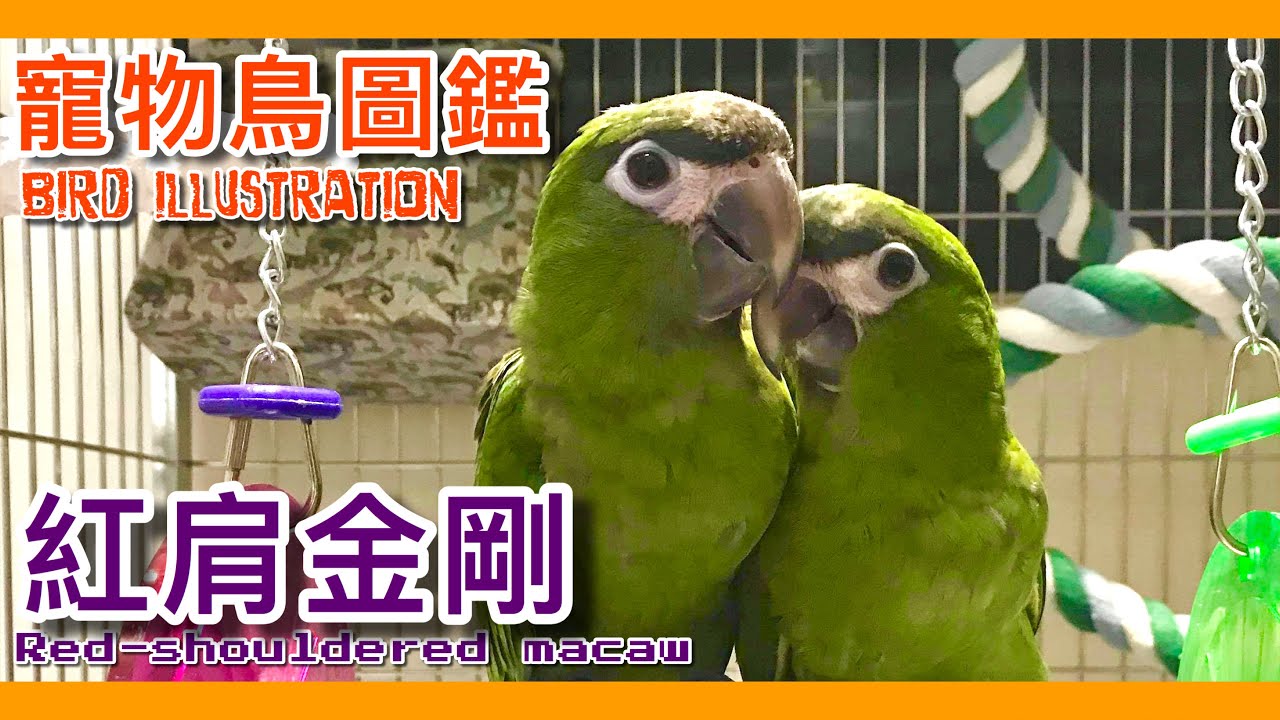 英國parrot雜誌：最完美的迷你鸚鵡？世界上體型最小的金剛鸚鵡「紅肩金剛」！Red-shouldered macaw illustrated book【鸚鵡小木屋】【寵物鳥圖鑑EP12】