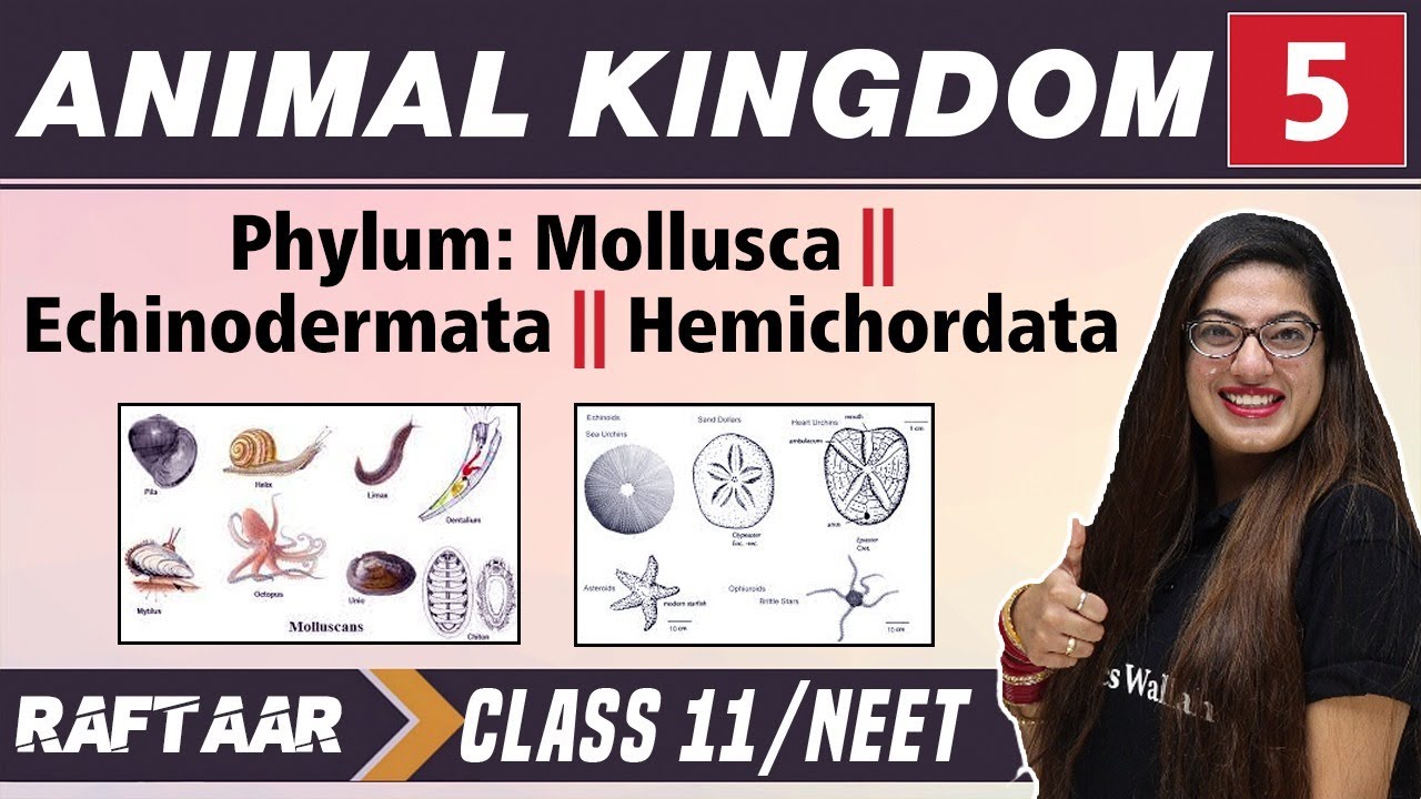 Animal Kingdom 05 || Phylum: Mollusca II Echinodermata II Hemichordata || Class 11/NEET | RAFTAAR