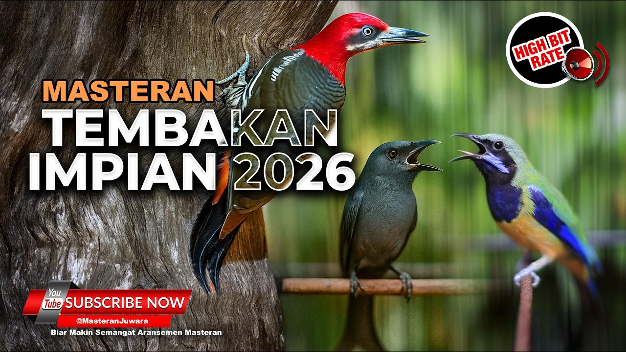 🔴 Live Tembakan Panjang Tajam dan Kasar Cucak Cungkok Super Gacor vs Srigunting Abu Abu
