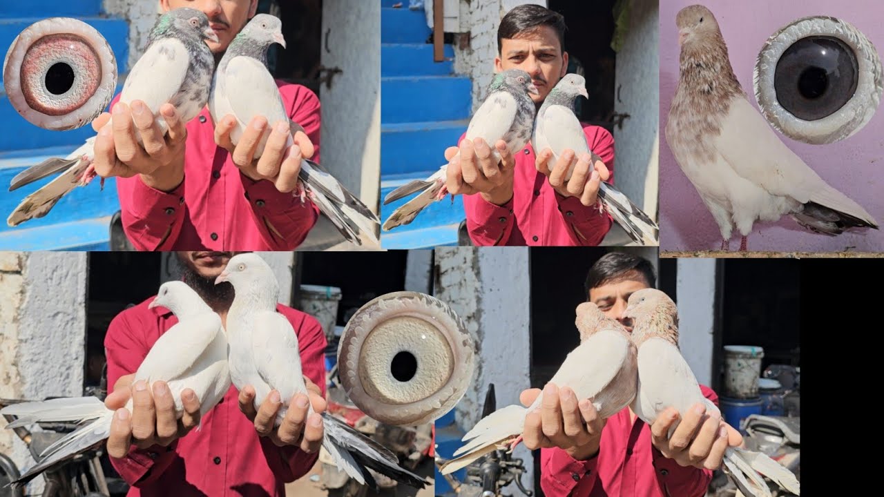 Yusuf Bhai Ke Saharanpuri Kaldume, Lall Aankh Ke Golden, Rampuri Bhure Bajre, Lall Bajre Rampuri
