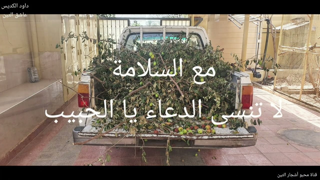 العناية بالسدر لمدة سنة كاملة( خارج نطاق القناة )