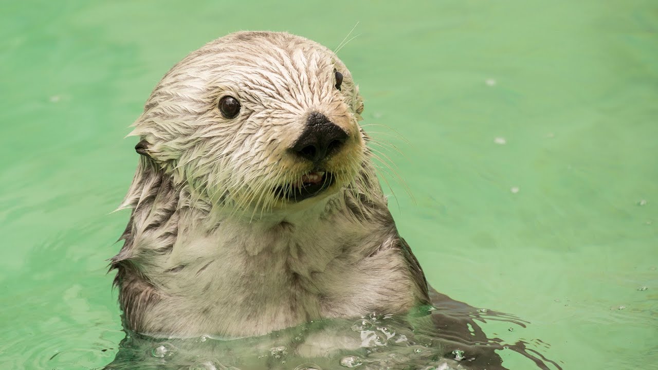 Eddie the sea otter