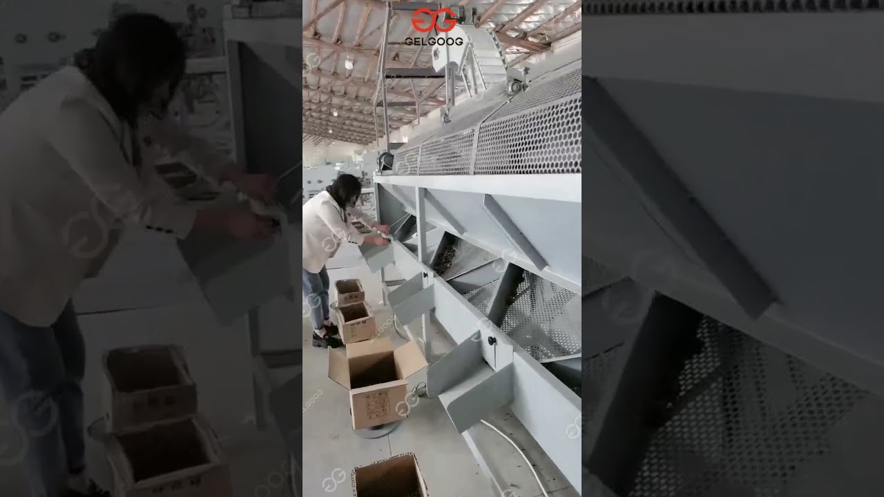 Raw Cashew Nut Size Sorting Machine