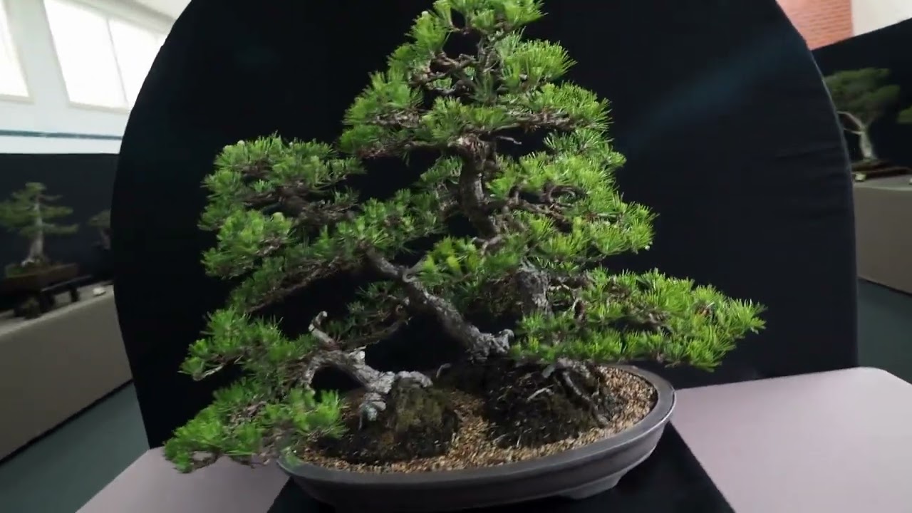Geelong Bonsai Club Annual Show 2025