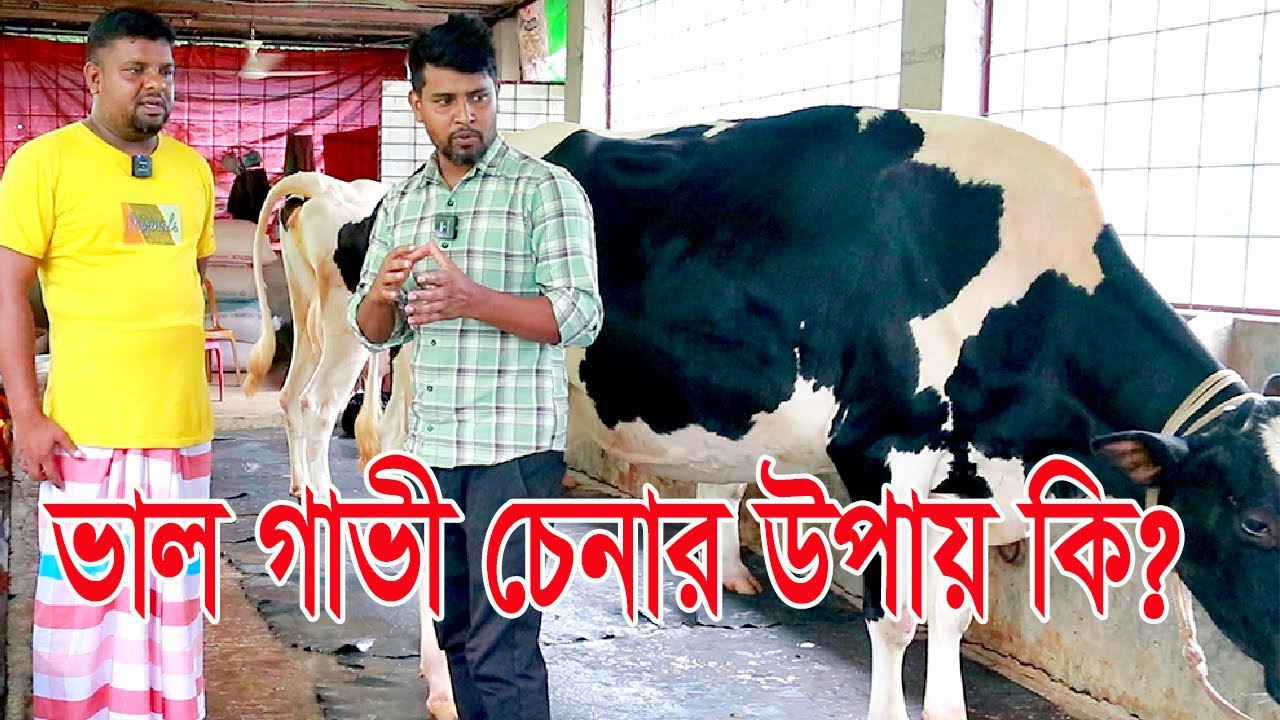 সঠিক দামে ভাল মানের বেশি দুধের গাভী ক্রয় করতে চাইলে গাজীপুরের আসাদ ভইয়ের সাথে যোগাযোগ করুন