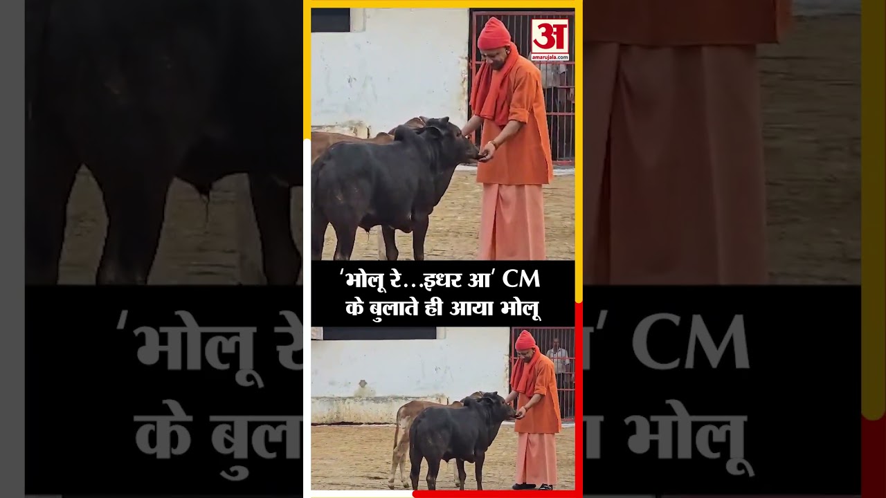 Gorakhpur: चारा खिलाते हुए CM Yogi Adityanath ने लगाई भोलू को आवाज, तभी दौड़ा चला आया।
